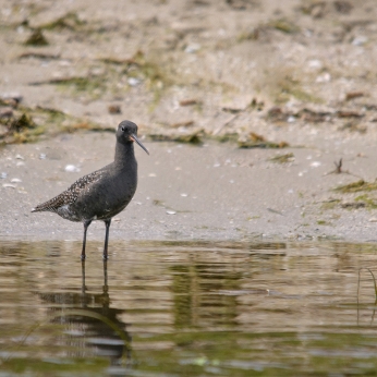 Migrația de toamnă